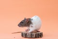 A cute pet rat is sitting on a colored background. Space for text. Pet, rodent