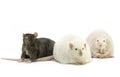 Cute pet rats on a white background Royalty Free Stock Photo