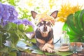 Cute pet relaxing in spa wellness . Dog in a turban of a towel among the spa care items and plants. Funny concept grooming, Royalty Free Stock Photo