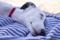 Cute pet whippet puppy resting at beach