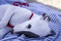 Cute pet whippet puppy resting at beach