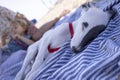 Cute pet whippet puppy resting at beach