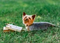 Cute pet Yorkshire terrier lying outside on green grass next to an open book and glasses. Dog reading on meadow at sunny Royalty Free Stock Photo