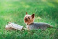 Cute pet Yorkshire terrier lying outside on green grass next to an open book and glasses at summer day. Dog reading on Royalty Free Stock Photo