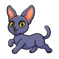 Cute peterbald cat cartoon walking