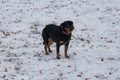 Cute petit brabancon puppy is standing in the winter park. Pet animals