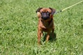 Cute petit brabancon puppy is walking on a green grass in the park. Pet animals.