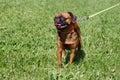 Cute petit brabancon puppy is walking on a green grass. Pet animals.