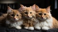 Cute Pets - beautiful stock photo