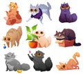 Cute pets, cats and kittens in different poses Royalty Free Stock Photo