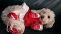 cute pets dogs Christmas costume beautiful