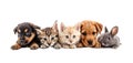 Cute pets domestic animals, puppies and kittens in a row isolated on white transparent Royalty Free Stock Photo