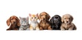 Cute pets domestic animals, puppies and kittens in a row isolated on white transparent Royalty Free Stock Photo