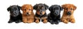 Cute pets domestic animals, puppies and kittens in a row isolated on white transparent Royalty Free Stock Photo