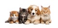 Cute pets domestic animals, puppies and kittens in a row isolated on white transparent Royalty Free Stock Photo