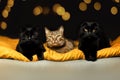 cute pets photo bright background three different cats