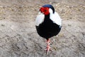 a cute pheasant is standing on the ground Royalty Free Stock Photo