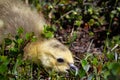 Cute photo of a closeup of a young gosling hiding among tundra plants