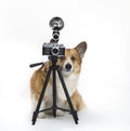 Portrait of a cute photographer dog corgi standing on a white isolated background in the studio next to a retro camera on a tripod Royalty Free Stock Photo