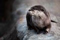 Cute Picture of an Asian Small Clawed Otter