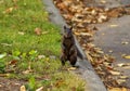 Black Squirrel Standing Up On Its Legs