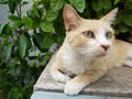 Cute picture of cat beside the garden landscape