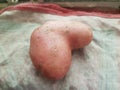 Cute picture of potatoe with heart shape