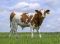 Cute pied bull calf is standing in a pasture under a blue sky and a faraway horizon