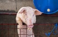 Cute pig climbs to paddock fence. Domestic animal portrait. Pink piglet looking in camera. Royalty Free Stock Photo