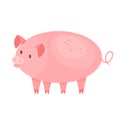 Cute pig. Farm domestic animal with a piglet