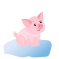 Cute pig funny piggie cartoon style, vector illustration