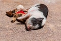 Cute Pig with Its Toy Royalty Free Stock Photo