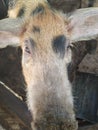 Cute pig looking at camera. Hog with fur and big ears. Livestock concept. Domestic animals. Snout of brown pig. Royalty Free Stock Photo