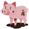 Cute pig in muddy puddle