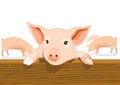 Cute pig in a pigsty Royalty Free Stock Photo