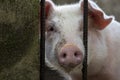 Cute pig with pink snout closeup photo. Clever and curious domestic animal. Piglet on livestock farm