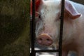 Cute pig with pink snout closeup photo. Clever domestic animal. Piglet on livestock farm. Young pig look into camera