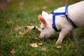 Cute pig walking in the autumn forest Royalty Free Stock Photo