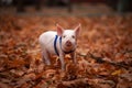Cute pig walking in the autumn forest Royalty Free Stock Photo