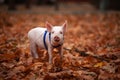 Cute pig walking in the autumn forest Royalty Free Stock Photo