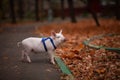 Cute pig walking in the autumn forest Royalty Free Stock Photo