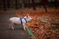 Cute pig walking in the autumn forest Royalty Free Stock Photo