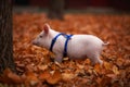 Cute pig walking in the autumn forest Royalty Free Stock Photo