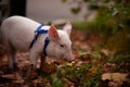 Cute pig walking in the autumn forest Royalty Free Stock Photo