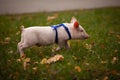 Cute pig walking in the autumn forest Royalty Free Stock Photo