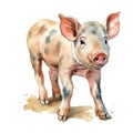 Cute pig watercolor illustration, animals and farm clipart Royalty Free Stock Photo