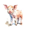 Cute pig watercolor illustration, animals and farm clipart Royalty Free Stock Photo