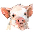 Cute pig watercolor illustration. baby animals series
