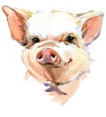 Cute pig watercolor illustration. domestic animals series Royalty Free Stock Photo