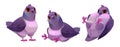 Cute pigeon cartoon character Royalty Free Stock Photo